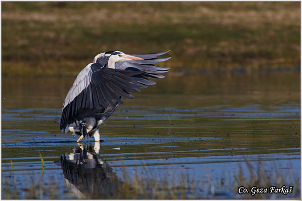 039_grey_heron.jpg - Grey Heron,  Ardea cinerea, Siva èaplja.  Mesto - Location: Koviljski rit, Vojvodina, Serbia