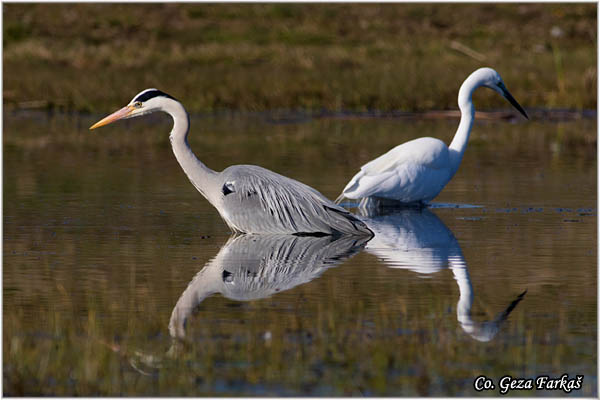 040_grey_heron.jpg - Grey Heron,  Ardea cinerea, Siva èaplja.  Mesto - Location: Koviljski rit, Vojvodina, Serbia