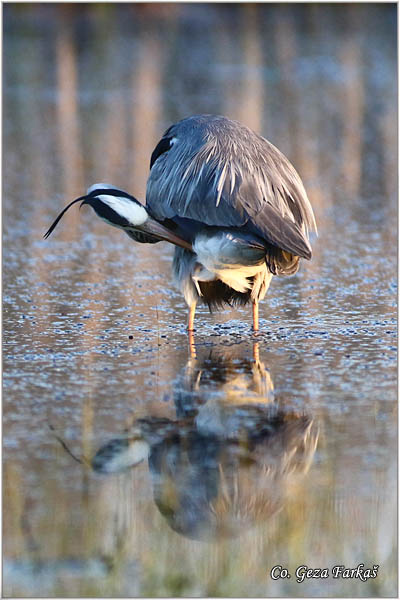 041_grey_heron.jpg - Grey Heron,  Ardea cinerea, Siva èaplja.  Mesto - Location: Koviljski rit, Vojvodina, Serbia