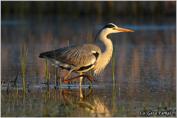 042_grey_heron.jpg - Grey Heron,  Ardea cinerea, Siva èaplja.  Mesto - Location: Koviljski rit, Vojvodina, Serbia