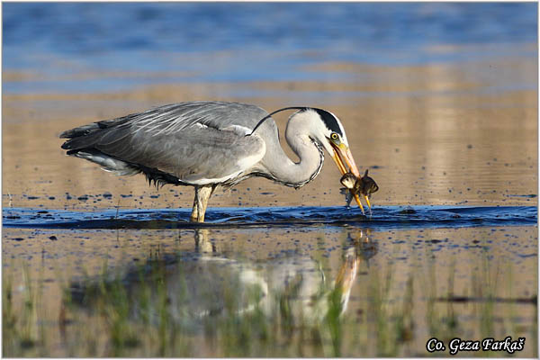 044_grey_heron.jpg - Grey Heron,  Ardea cinerea, Siva èaplja.  Mesto - Location: Koviljski rit, Vojvodina, Serbia