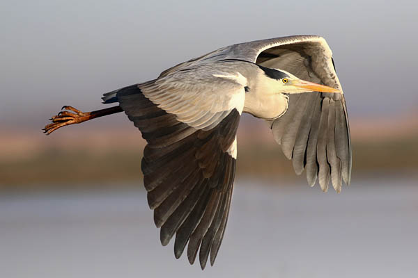 045_grey_heron.jpg