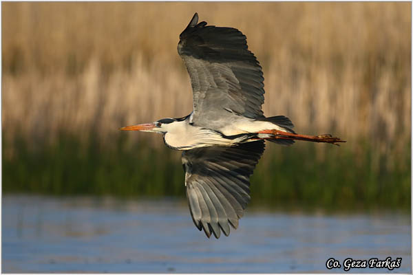 046_grey_heron.jpg - Grey Heron,  Ardea cinerea, Siva èaplja.  Mesto - Location: Koviljski rit, Vojvodina, Serbia