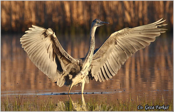 047_grey_heron.jpg - Grey Heron,  Ardea cinerea, Siva èaplja.  Mesto - Location: Koviljski rit, Vojvodina, Serbia