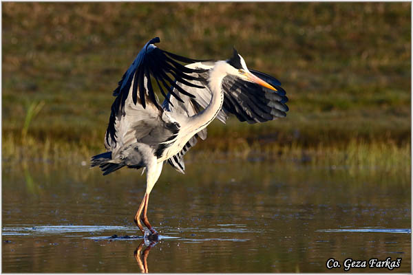 048_grey_heron.jpg - Grey Heron,  Ardea cinerea, Siva èaplja.  Mesto - Location: Koviljski rit, Vojvodina, Serbia