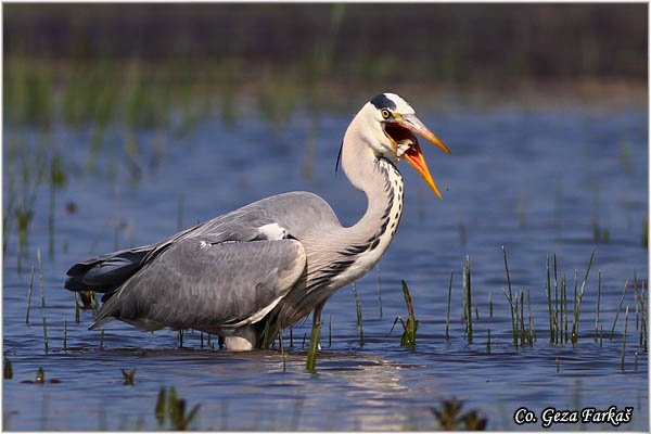 049_grey_heron.jpg - Grey Heron,  Ardea cinerea, Siva èaplja.  Mesto - Location: Koviljski rit, Vojvodina, Serbia