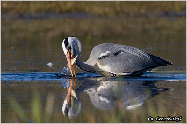 050_grey_heron.jpg - Grey Heron,  Ardea cinerea, Siva èaplja.  Mesto - Location: Koviljski rit, Vojvodina, Serbia