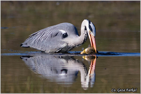 051_grey_heron.jpg - Grey Heron,  Ardea cinerea, Siva èaplja.  Mesto - Location: Koviljski rit, Vojvodina, Serbia