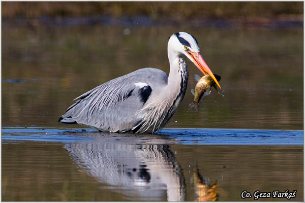 052_grey_heron.jpg - Grey Heron,  Ardea cinerea, Siva èaplja.  Mesto - Location: Koviljski rit, Vojvodina, Serbia