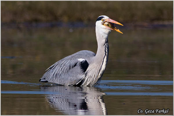 053_grey_heron.jpg - Grey Heron,  Ardea cinerea, Siva èaplja.  Mesto - Location: Koviljski rit, Vojvodina, Serbia