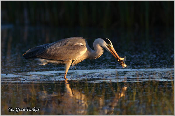 055_grey_heron.jpg - Grey Heron,  Ardea cinerea, Siva èaplja.  Mesto - Location: Koviljski rit, Vojvodina, Serbia
