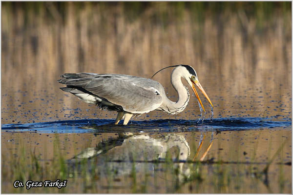 056_grey_heron.jpg - Grey Heron,  Ardea cinerea, Siva èaplja.  Mesto - Location: Koviljski rit, Vojvodina, Serbia