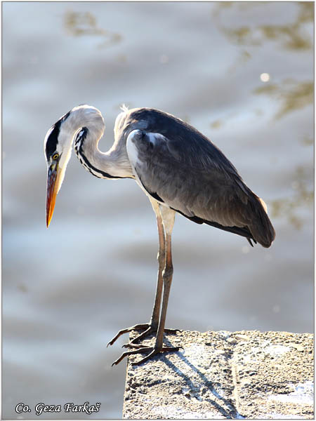 057_grey_heron.jpg - Grey Heron,  Ardea cinerea, Siva èaplja.  Mesto - Location: Koviljski rit Vojvodina Serbia