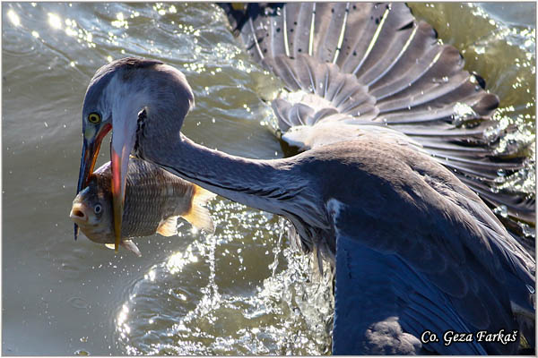 058_grey_heron.jpg - Grey Heron,  Ardea cinerea, Siva èaplja.  Mesto - Location: Koviljski rit Vojvodina Serbia