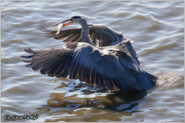 060_grey_heron.jpg - Grey Heron,  Ardea cinerea, Siva èaplja.  Mesto - Location: Koviljski rit Vojvodina Serbia