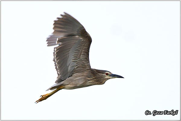 081_night_heron.jpg - Night Heron, Nycticorax nycticorax, Gak, Mesto - Location: Beèej ribnjak, Serbia