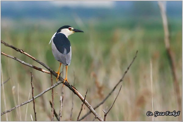 082_night_heron.jpg - Night Heron, Nycticorax nycticorax, Gak, Mesto - Location: Beèej ribnjak, Serbia