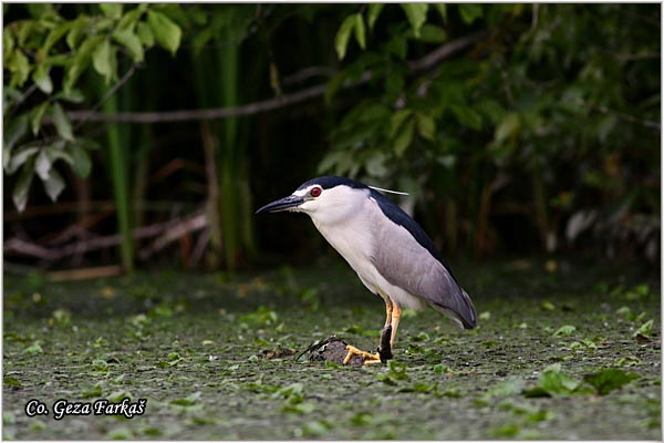 083_night_heron.jpg - Night Heron, Nycticorax nycticorax, Gak, Location: Carska bara, Serbia