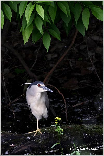 084_night_heron.jpg - Night Heron, Nycticorax nycticorax, Gak, Mesto - Location: Futog, Serbia