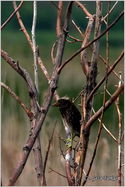 085_night_heron.jpg - Night Heron, Nycticorax nycticorax, Gak, Mesto - Location: Beèej ribnjak, Serbia