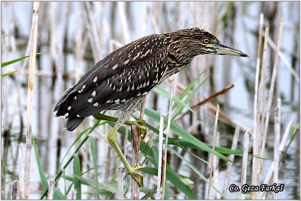 087_night_heron.jpg - Night Heron, Nycticorax nycticorax, Gak, Mesto - Location: Beèej ribnjak, Serbia