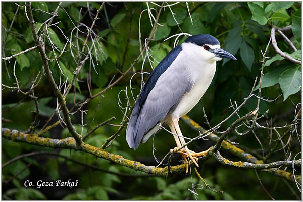 089_night_heron.jpg - Night Heron, Nycticorax nycticorax, Gak, Location: Carska bara, Serbia