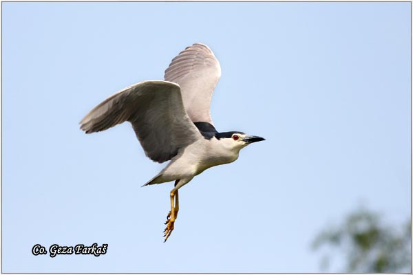 090_night_heron.jpg - Night Heron, Nycticorax nycticorax, Gak, Location: Carska bara, Serbia