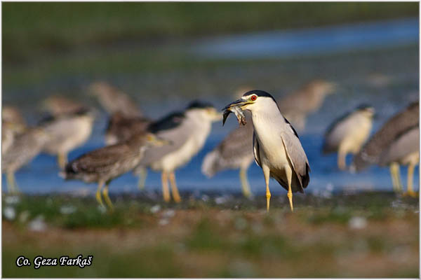 092_night_heron.jpg - Night Heron, Nycticorax nycticorax, Gak, Location: Koviljski rit, Serbia