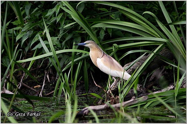 100_squacco_heron.jpg - Squacco Heron, Ardeola ralloides, Zuta caplja, Location: Carska bara, Serbia