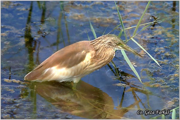 101_squacco_heron.jpg - Squacco Heron, Ardeola ralloides, uta èaplja,  Mesto - Location: Temerin, Serbia