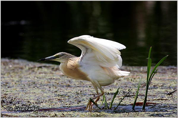 102_squacco_heron.jpg - Squacco Heron, Ardeola ralloides, Zuta caplja, Location: Srbobran, Serbia