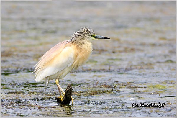 103_squacco_heron.jpg - Squacco Heron, Ardeola ralloides, Zuta caplja, Location: Srbobran, Serbia