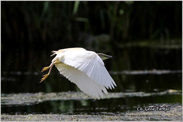 104_squacco_heron.jpg - Squacco Heron, Ardeola ralloides, Zuta caplja, Location: Srbobran, Serbia