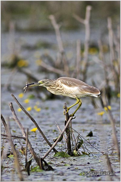 105_squacco_heron.jpg - Squacco Heron, Ardeola ralloides, uta èaplja,  Mesto - Location: Temerin, Serbia