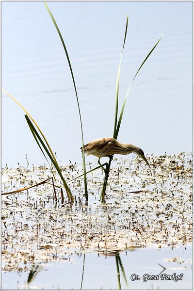 106_squacco_heron.jpg - Squacco Heron, Ardeola ralloides, uta èaplja,  Mesto - Location: Temerin, Serbia