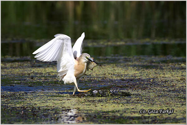 107_squacco_heron.jpg - Squacco Heron, Ardeola ralloides, Zuta caplja, Location: Srbobran, Serbia