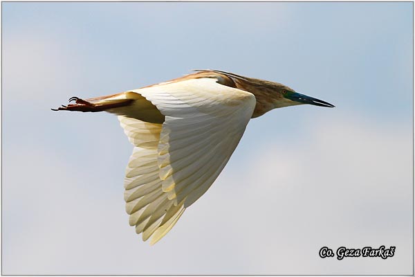 108_squacco_heron.jpg - Squacco Heron, Ardeola ralloides, uta caplja, Location: Jegricka, Serbia