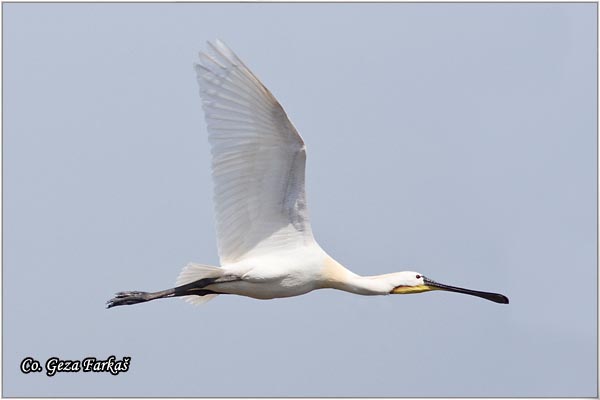 120_spoonbill.jpg - Spoonbill,  Kaièar, Platalea leucorodia, Mesto - Location: Beèej ribnjak, Serbia