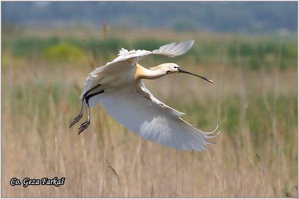 121_spoonbill.jpg - Spoonbill,  Kaièar, Platalea leucorodia, Mesto - Location: Beèej ribnjak, Serbia