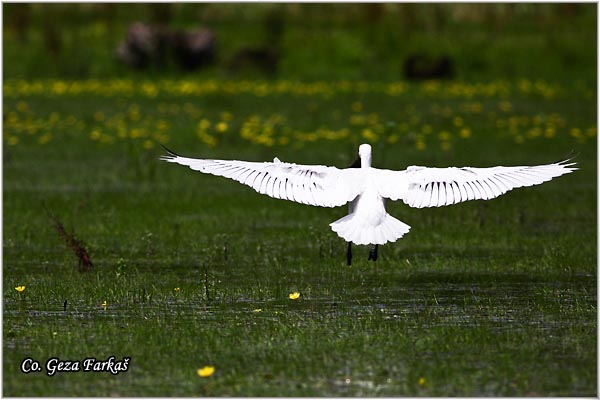 122_spoonbill.jpg - Spoonbill,  Kaièar, Platalea leucorodia, Mesto - Location: Koviljski rit, Serbia