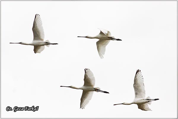 123_spoonbill.jpg - Spoonbill,  Kaièar, Platalea leucorodia, Mesto - Location: Koviljski rit, Serbia