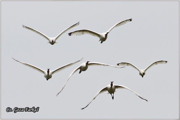 124_spoonbill.jpg - Spoonbill,  Kaièar, Platalea leucorodia, Mesto - Location: Koviljski rit, Serbia