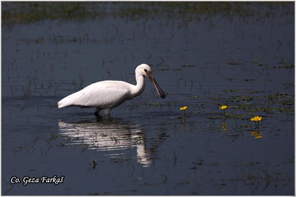 125_spoonbill.jpg - Spoonbill,  Kaièar, Platalea leucorodia, Mesto - Location: Koviljski rit, Serbia