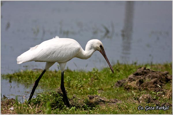 126_spoonbill.jpg - Spoonbill,  Kaièar, Platalea leucorodia, Mesto - Location: Koviljski rit, Serbia