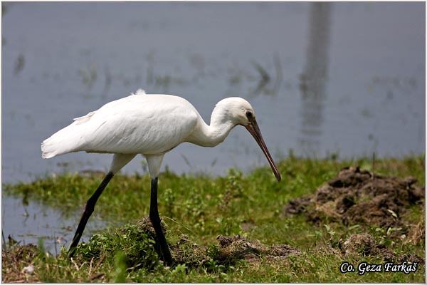 126_spoonbill.jpg - Spoonbill,  Kaièar, Platalea leucorodia, Mesto - Location: Koviljski rit, Serbia