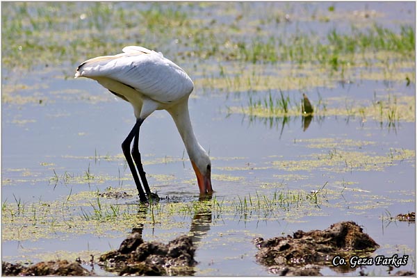 127_spoonbill.jpg - Spoonbill,  Kaièar, Platalea leucorodia, Mesto - Location: Koviljski rit, Serbia