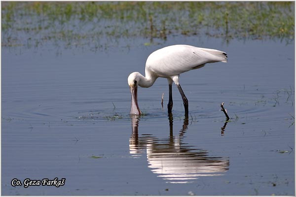 128_spoonbill.jpg - Spoonbill,  Kaièar, Platalea leucorodia, Mesto - Location: Koviljski rit, Serbia