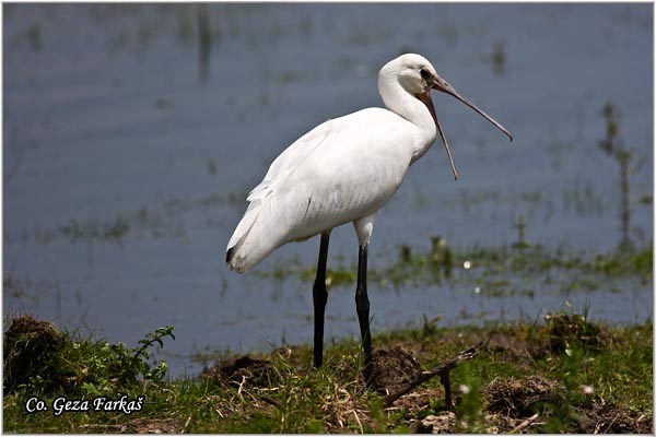 129_spoonbill.jpg - Spoonbill,  Kaièar, Platalea leucorodia, Mesto - Location: Koviljski rit, Serbia