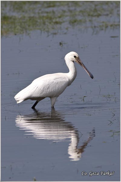 130_spoonbill.jpg - Spoonbill,  Platalea leucorodia, Kaièar, Mesto - Location: Koviljski rit, Serbia