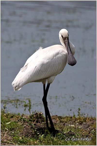 131_spoonbill.jpg - Spoonbill,  Platalea leucorodia, Kaièar, Mesto - Location: Koviljski rit, Serbia